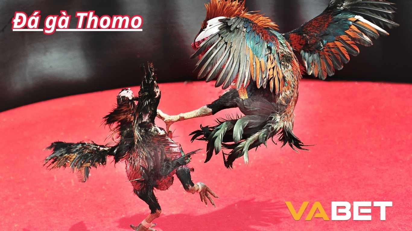 Những lý do đá gà thomo được các người chơi yêu thích