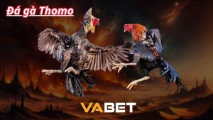 Thông tin về đá gà thomo